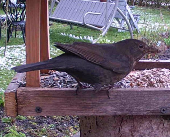 Amsel_Frau