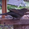 Amsel_Frau