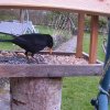 Amsel_Mann